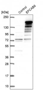 Anti-EFCAB6 antibody produced in rabbit 