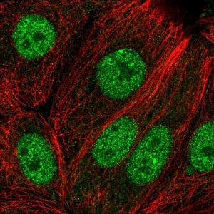 Anti-EFCAB6 antibody produced in rabbit 