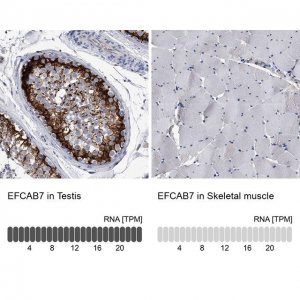 Anti-EFCAB7 antibody produced in rabbit 