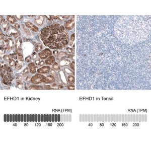 Anti-EFHD1 antibody produced in rabbit 