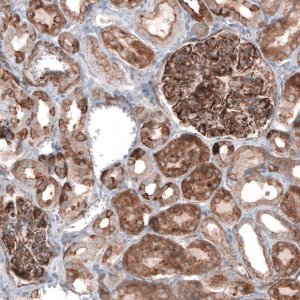 Anti-EFHD1 antibody produced in rabbit 