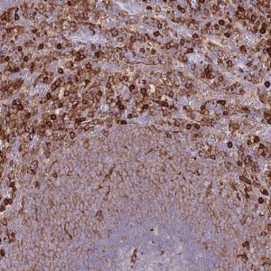Anti-EFHD2 antibody produced in rabbit 