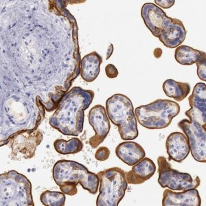 Anti-EGFR antibody produced in rabbit 