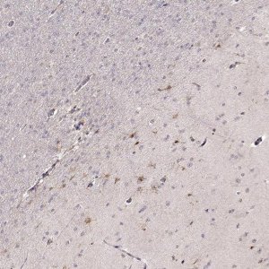 Anti-EGR4 antibody produced in rabbit 