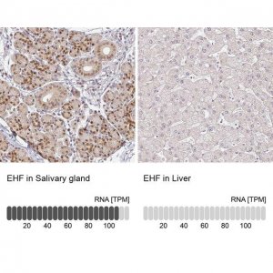 Anti-EHF antibody produced in rabbit 