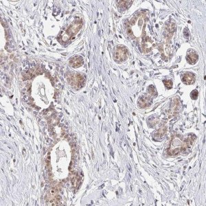 Anti-EHF antibody produced in rabbit 