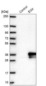 Anti-EI24 antibody produced in rabbit HPA051029-100UL