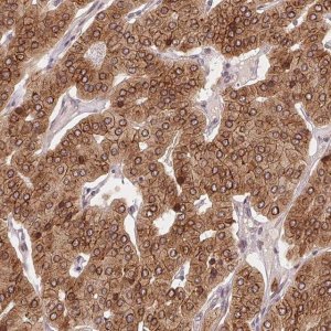 Anti-EI24 antibody produced in rabbit HPA051029-100UL