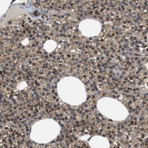 Anti-EIF2AK3 antibody produced in rabbit 