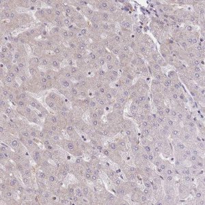 Anti-EIF2B2 antibody produced in rabbit 