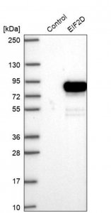 Anti-EIF2D antibody produced in rabbit HPA028220-100UL