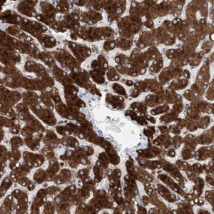 Anti-EIF2D antibody produced in rabbit HPA028220-100UL