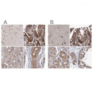 Anti-EIF3A antibody produced in rabbit 