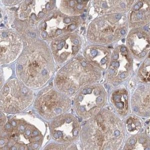 Anti-EIF3A antibody produced in rabbit 