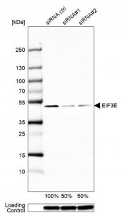 Anti-EIF3E antibody produced in rabbit HPA023973-100UL