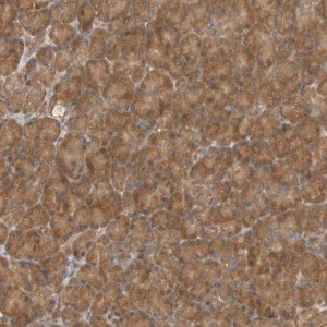 Anti-EIF3E antibody produced in rabbit HPA023973-100UL