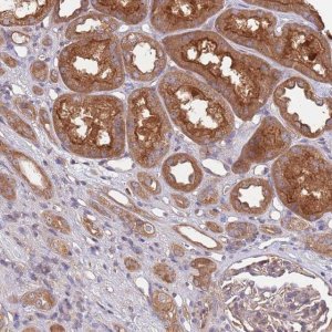 Anti-EIF3F antibody produced in rabbit 