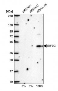 Anti-EIF3G antibody produced in rabbit 