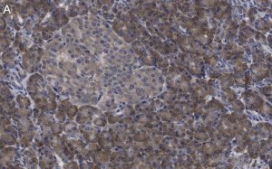 Anti-eIF3h Antibody, clone 2B15 ZooMAb Rabbit Monoclonal 