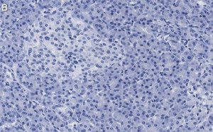Anti-eIF3h Antibody, clone 2B15 ZooMAb Rabbit Monoclonal 