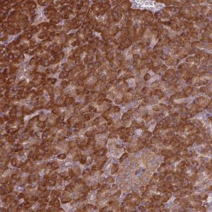 Anti-EIF3J antibody produced in rabbit 