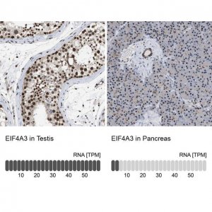 Anti-EIF4A3 antibody produced in rabbit 