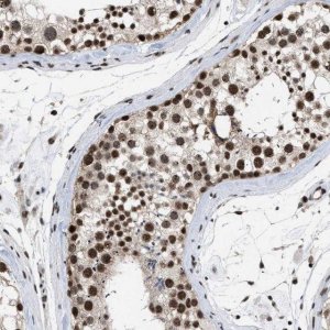 Anti-EIF4A3 antibody produced in rabbit 