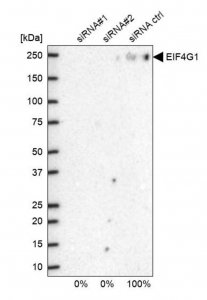 Anti-EIF4G1 antibody produced in rabbit 