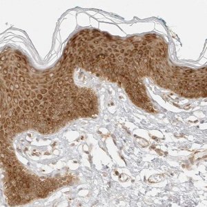 Anti-EIF4G1 antibody produced in rabbit 