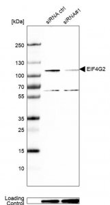 Anti-EIF4G2 antibody produced in rabbit 