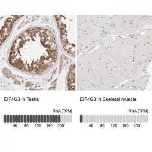 Anti-EIF4G3 antibody produced in rabbit 