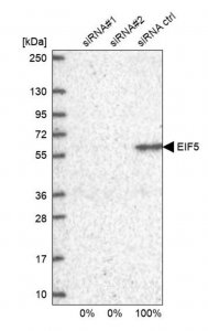 Anti-EIF5 antibody produced in rabbit 