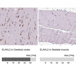 Anti-ELAVL2 antibody produced in rabbit 