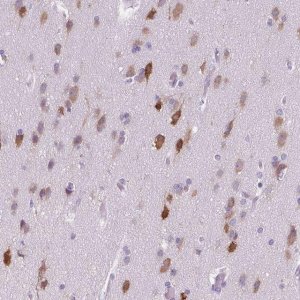 Anti-ELAVL2 antibody produced in rabbit 
