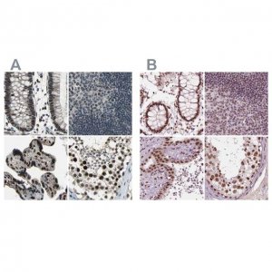 Anti-ELF2 antibody produced in rabbit 
