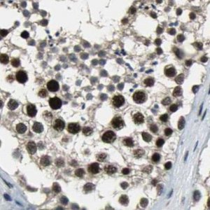 Anti-ELF2 antibody produced in rabbit 