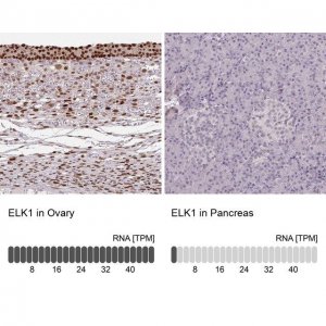 Anti-ELK1 antibody produced in rabbit 