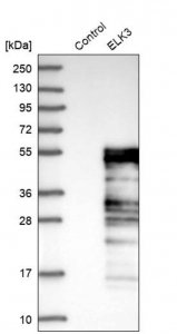 Anti-ELK3 antibody produced in rabbit 