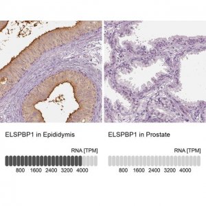 Anti-ELSPBP1 antibody produced in rabbit 
