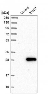 Anti-EMC7 antibody produced in rabbit 