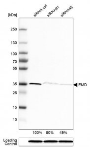 Anti-EMD antibody produced in rabbit 