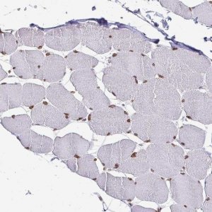 Anti-EMD antibody produced in rabbit 