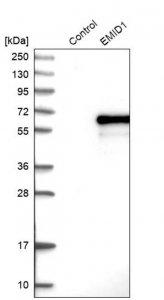 Anti-EMID1 antibody produced in rabbit 