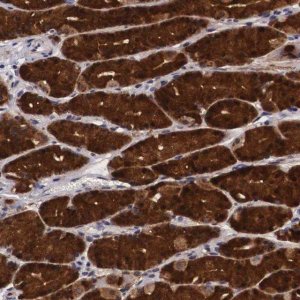 Anti-EMID1 antibody produced in rabbit 
