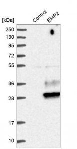 Anti-EMP2 antibody produced in rabbit 