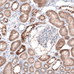 Anti-EMX1 antibody produced in rabbit 