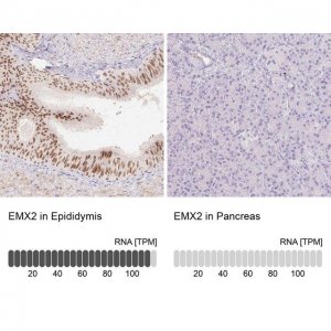 Anti-EMX2 antibody produced in rabbit 