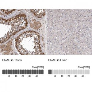 Anti-ENAH antibody produced in rabbit 
