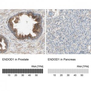 Anti-ENDOD1 antibody produced in rabbit 