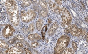 Anti-Endoglin Antibody, clone 1I15 ZooMAb Rabbit Monoclonal 